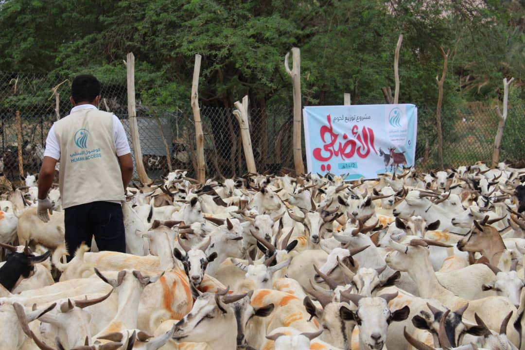 اضاحي العيد اليمن 