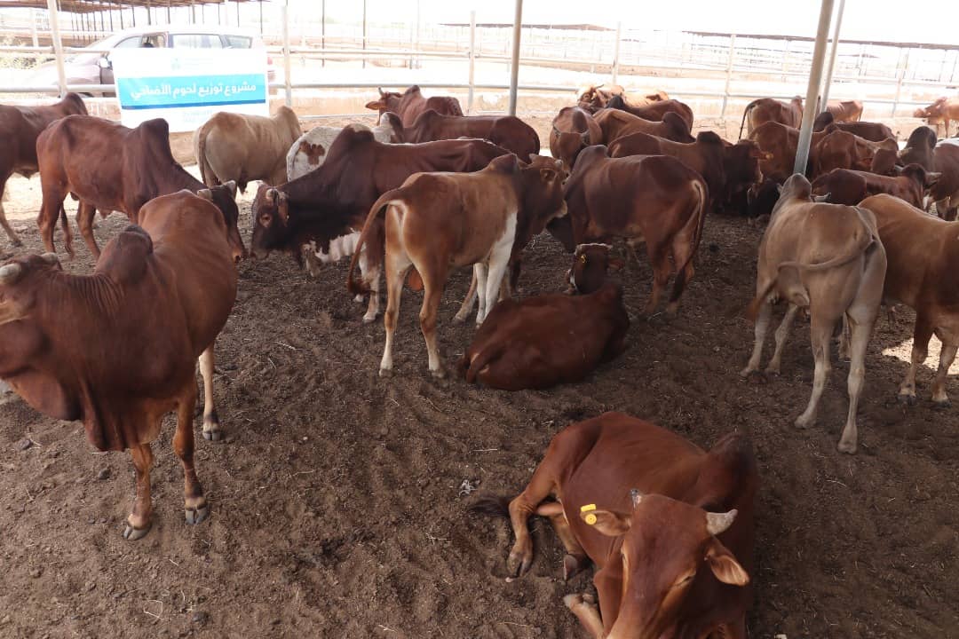 اضاحي العيد اليمن 