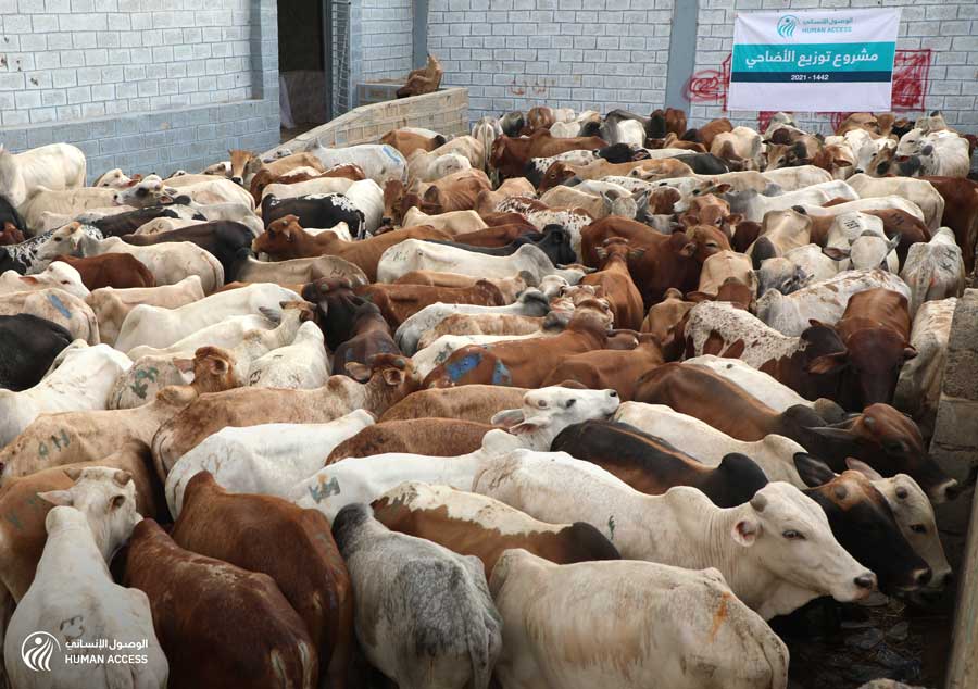 Aiming to target 200,000 households... HUMAN ACCESS is launching the Qurban campaign for the current year.