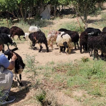 Examining and selecting sheep for livestock breeding trainees
