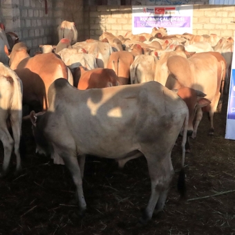 5,880 displaced people receive sacrificial meat