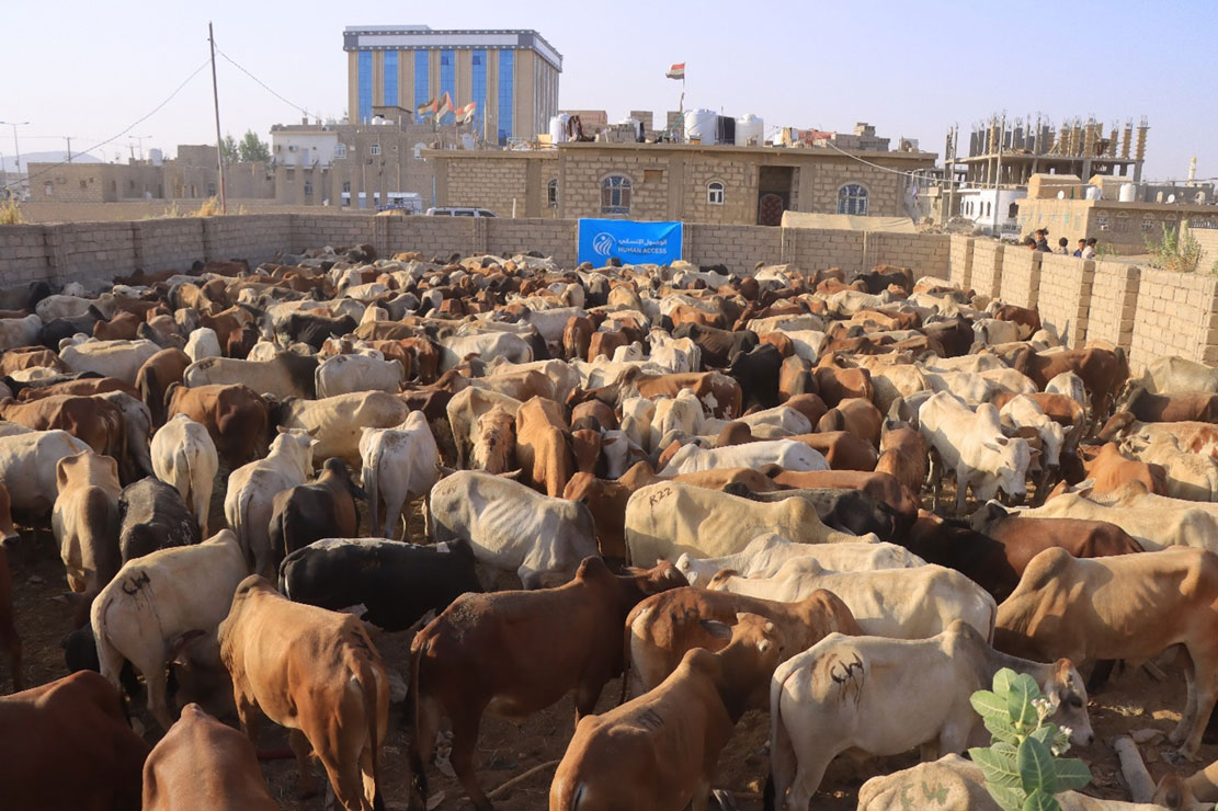 Over 500,000 beneficiaries of Qurbani project this year