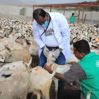 KSrelief Center team inspects readiness of 1447 AH Udhiyah Meat Project in Hadhramaut