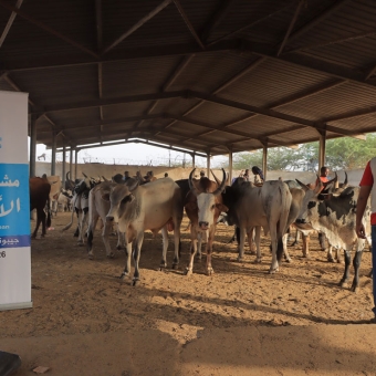 Over 15,000 People Benefit from Qurbani Meat Distribution in Djibouti