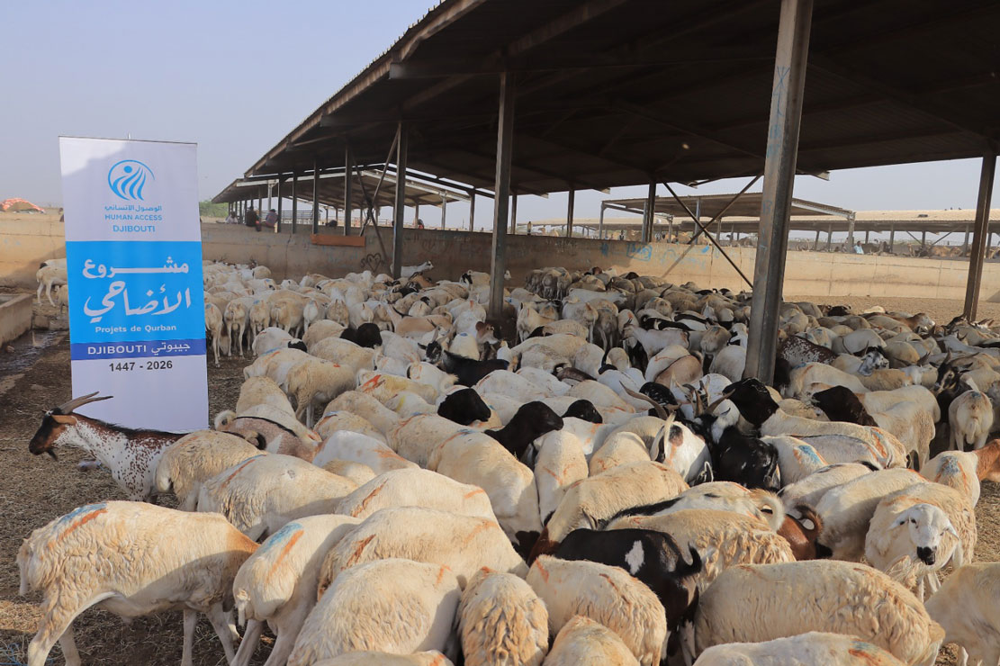 Over 643,000 Beneficiaries Benefit from Al-Wusool Humanitarian’s Qurbani Project