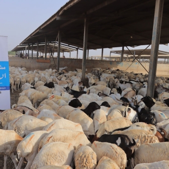 Over 643,000 Beneficiaries Benefit from Al-Wusool Humanitarian’s Qurbani Project